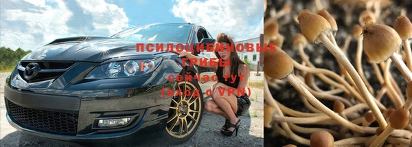 гашик Алексин